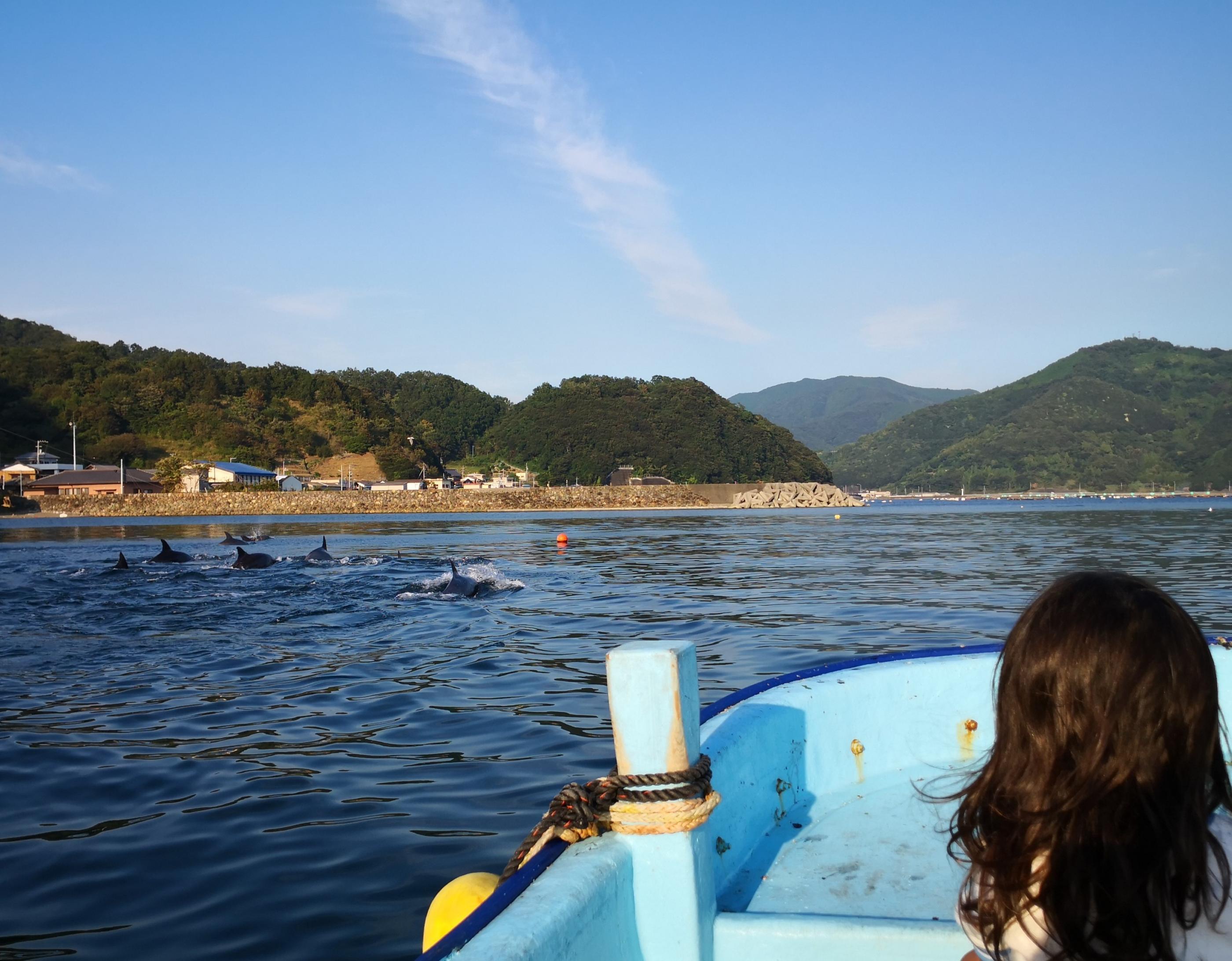 三瓶湾のイルカ