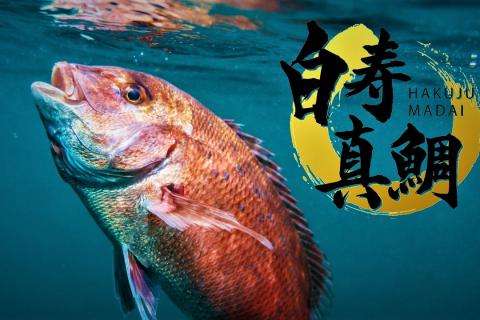 真鯛様 楽天市場】徳島県産！「天然鯛（鳴門鯛）」丸々1匹