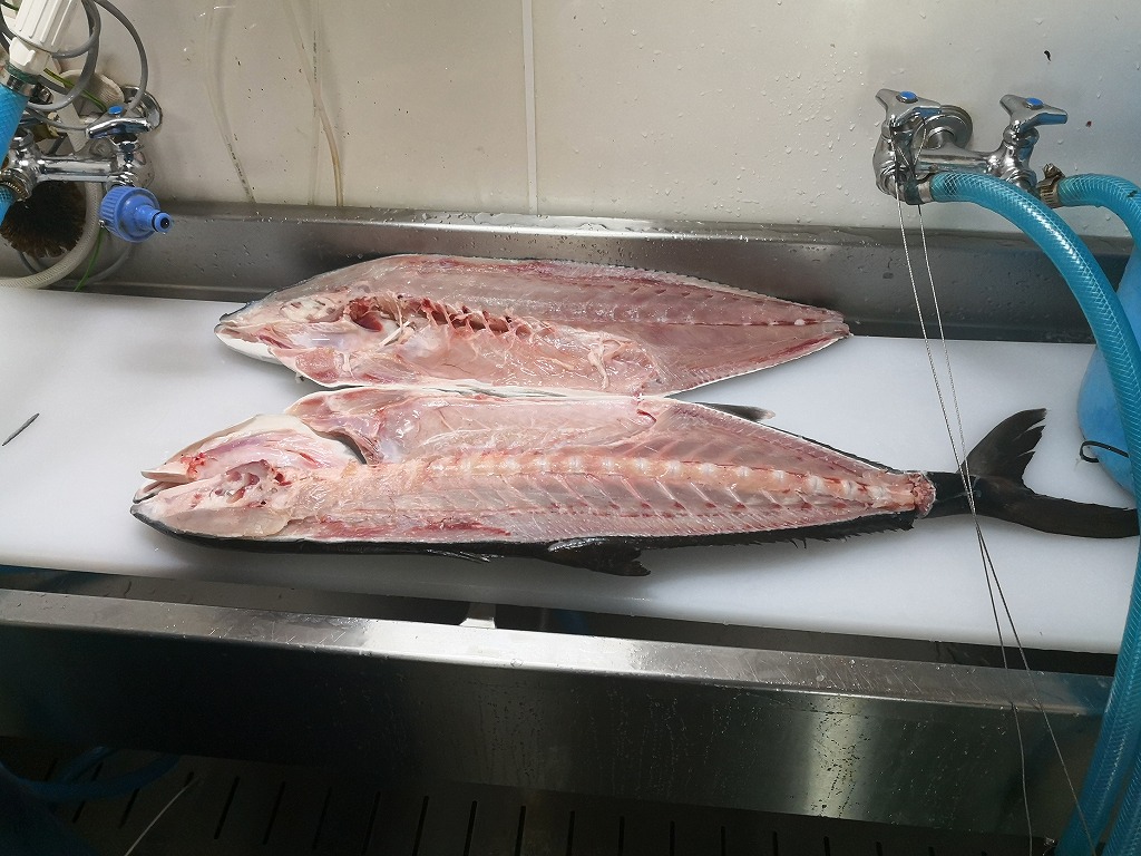 大きな魚の保存方法 大型魚 釣りすぎ 熟成 白寿真鯛と横綱ヒラメの赤坂水産有限会社